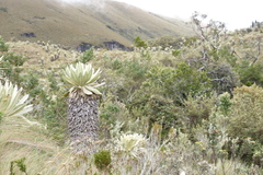 Espeletia pycnophylla