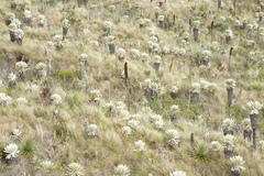 Espeletia pycnophylla