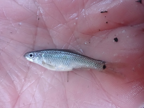 Devils River minnow (Dionda diaboli) — Cyprinidae — 3