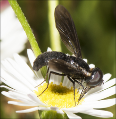 Pseudopenthes hesperis