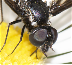 Pseudopenthes hesperis