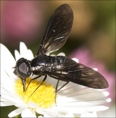 Pseudopenthes hesperis