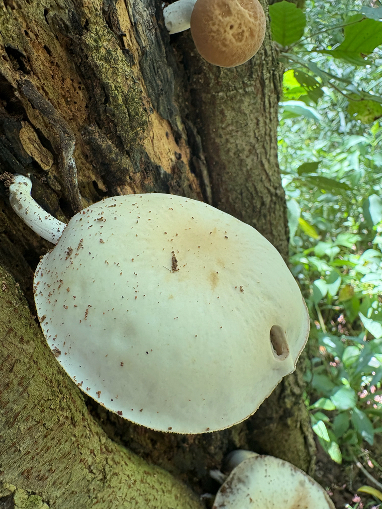 Poplar Fieldcap · August 2026 · photo: Photo: (c) Hayes Valentine, some rights reserved (CC BY) · iNaturalist