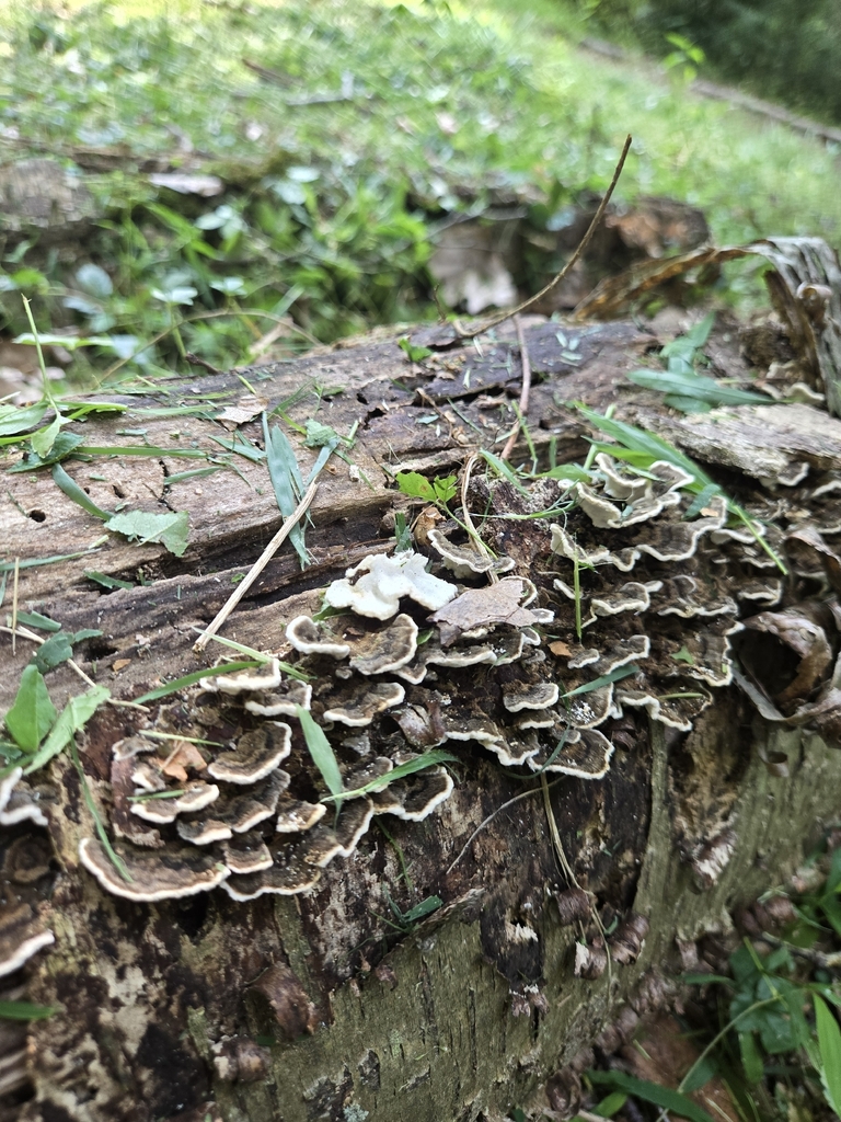 turkey-tail · August 2026 · photo: Photo: (c) Alexander Diaz, some rights reserved (CC BY) · iNaturalist