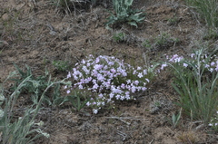 Phlox viscida