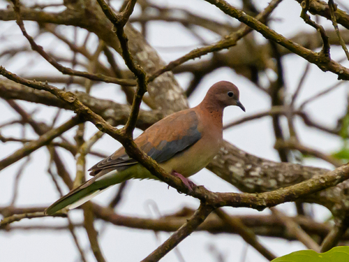 Laughing Dove