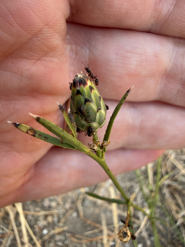 Mantisalca salmantica, photograph 4