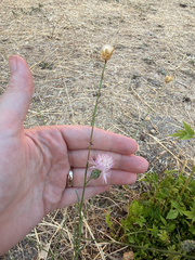 Mantisalca salmantica, photograph (c) Carrie Seltzer, some rights reserved (CC BY)