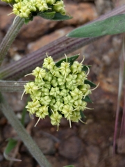 Lomatium macrocarpum