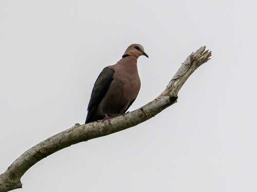 Red-eyed Dove