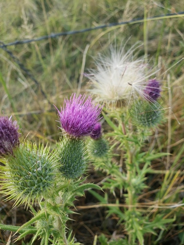 Bull Thistle