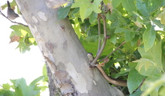 Masticophis flagellum piceus