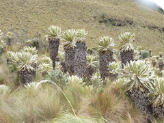 Espeletia pycnophylla