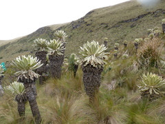 Espeletia pycnophylla