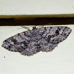 Melanolophia imitata