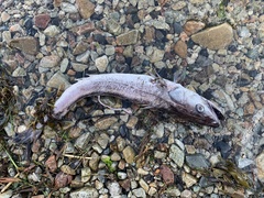 Merluccius productus