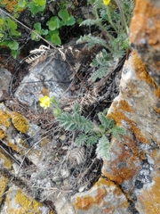Potentilla sericea