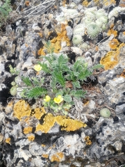 Potentilla sericea