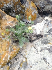 Potentilla sericea