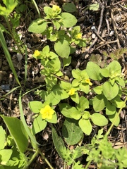 Lysimachia remota