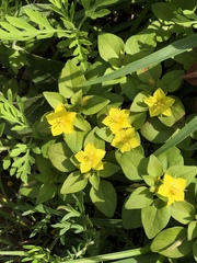 Lysimachia remota