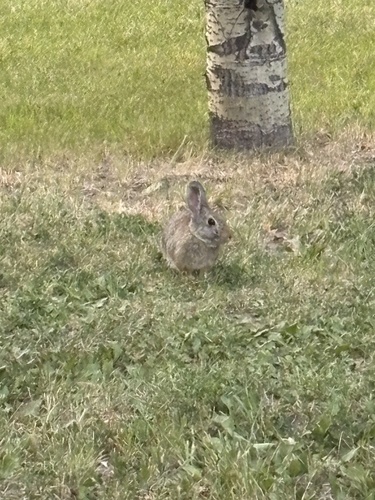 Mountain Cottontail