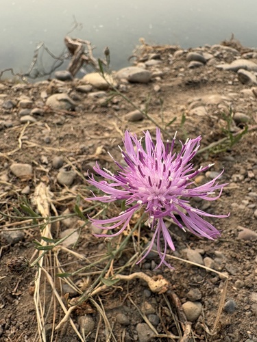 spotted knapweed