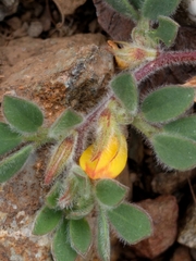 Acmispon brachycarpus