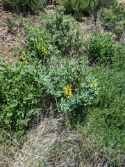 Thermopsis macrophylla
