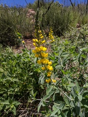 Thermopsis macrophylla