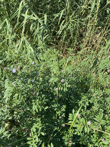 Glycyrrhiza echinata, photograph 4