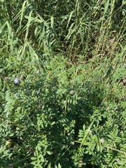 Glycyrrhiza echinata, photograph (c) Илья Руденко, some rights reserved (CC BY)