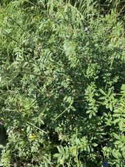 Glycyrrhiza echinata, photograph (c) Илья Руденко, some rights reserved (CC BY)