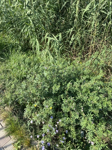 Glycyrrhiza echinata, photograph 6
