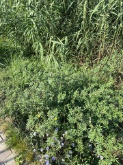 Glycyrrhiza echinata, photograph (c) Илья Руденко, some rights reserved (CC BY)