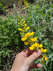Thermopsis macrophylla