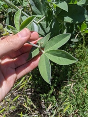 Thermopsis macrophylla
