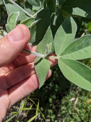 Thermopsis macrophylla