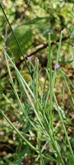Epilobium tetragonum