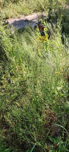 Epilobium tetragonum, photograph 2