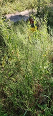 Epilobium tetragonum, photograph (c) Ondřej Křivan, some rights reserved (CC BY)