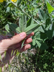 Thermopsis macrophylla