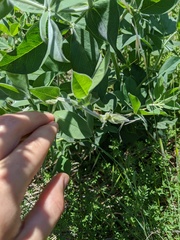 Thermopsis macrophylla