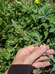 Thermopsis macrophylla