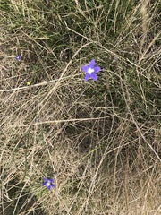 Wahlenbergia violacea