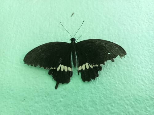 Common Mormon Swallowtail