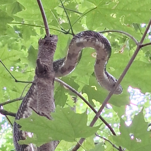 Central Ratsnake observed by tcritter