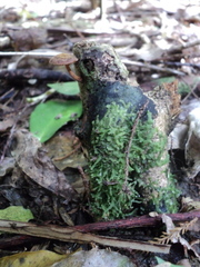 Simocybe phlebophora