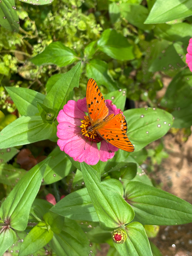 Gulf Fritillary