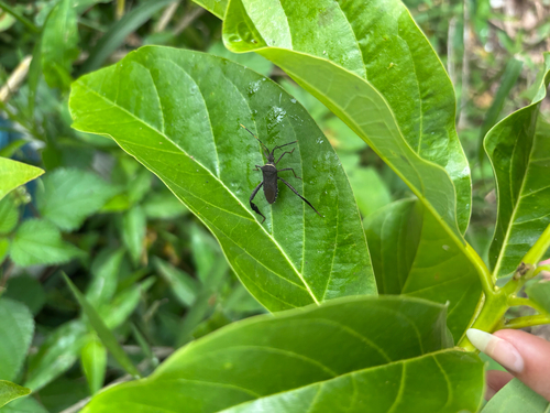 Citron Bug